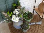 flowers in a watering can